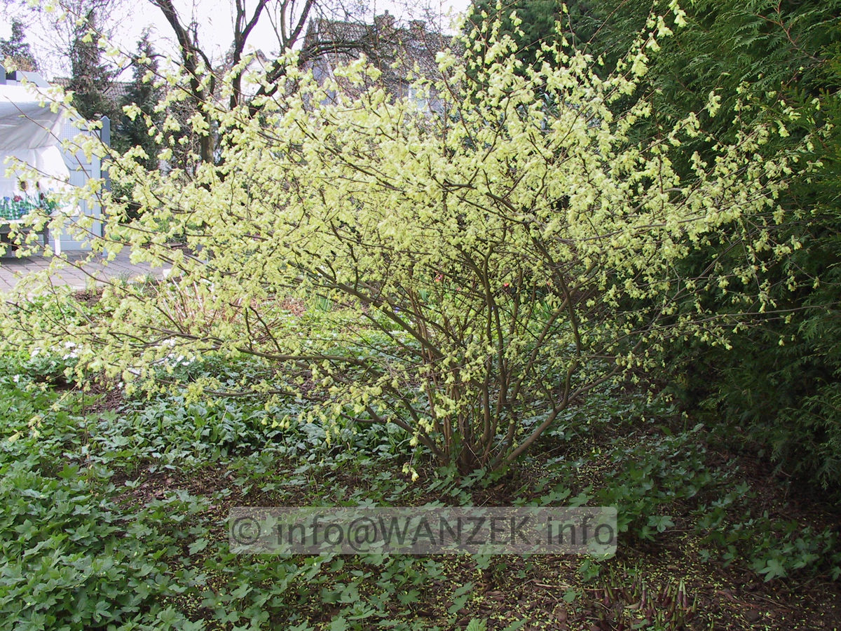 Corylopsis spicata4.JPG